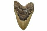 Fossil Megalodon Tooth - North Carolina #255379-1